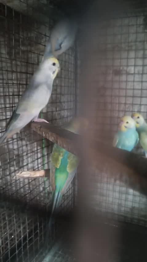 Budgies, farm video