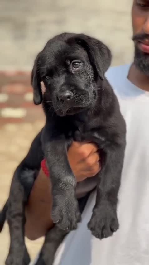 Beagle Black & Tan Puppy, farm video