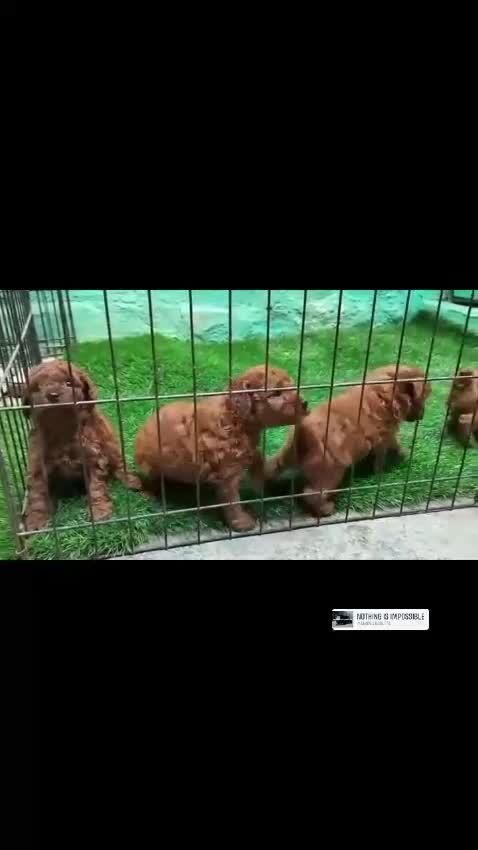 Toy Poodle Puppy, farm video