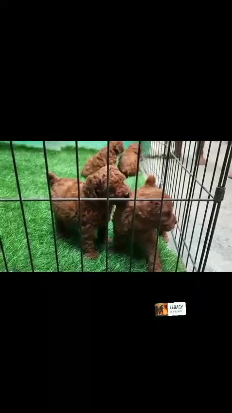 Toy Poodle Puppy, farm video