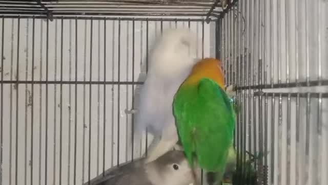 African Love Birds, farm video