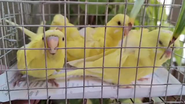 Homer Pigeon, farm video