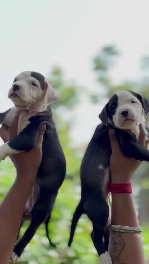 American Bully Standard Size Puppy, farm video