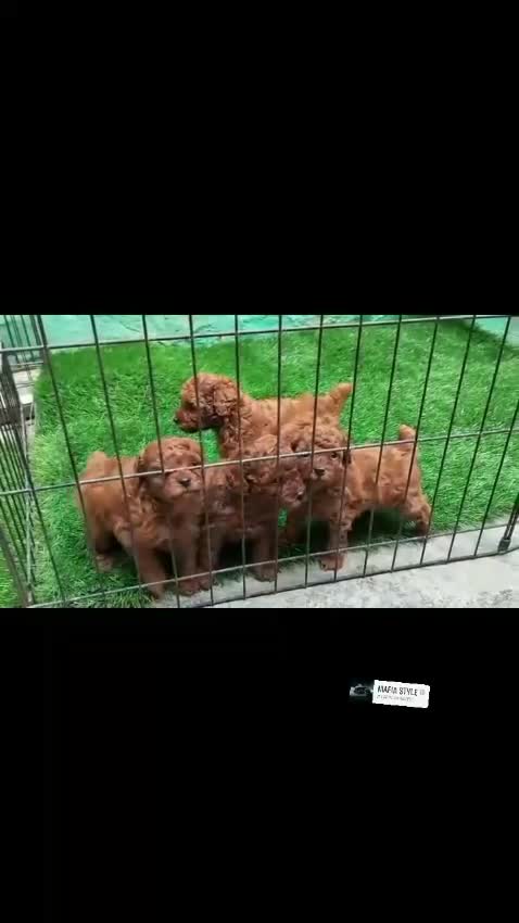 Toy Poodle Puppy, farm video