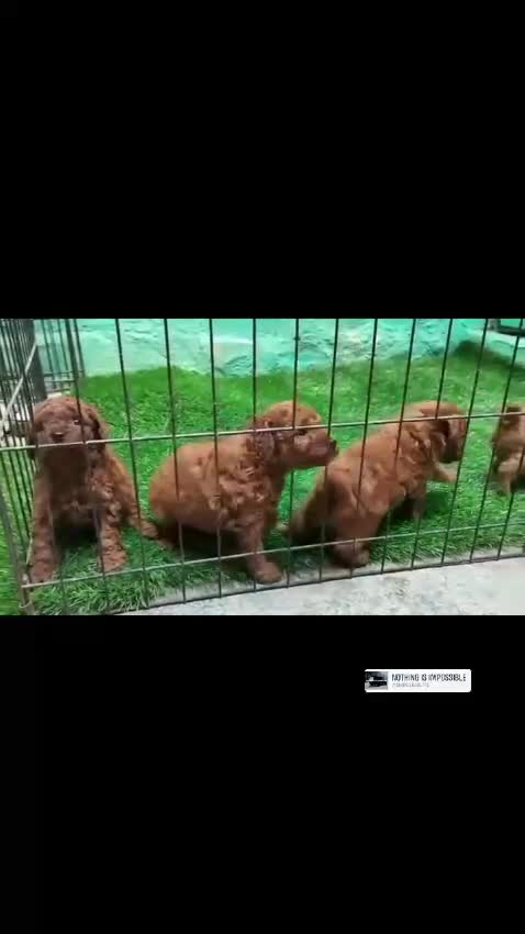 Toy Poodle Puppy, farm video