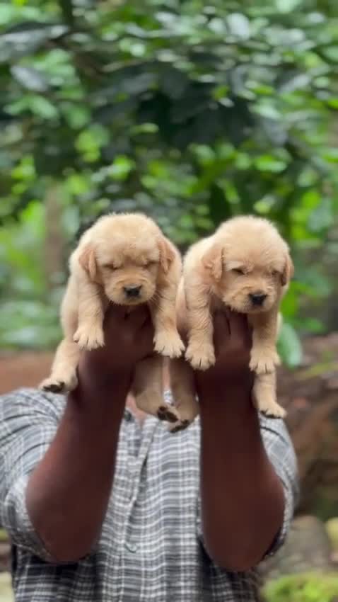 Golden Retriever, farm video