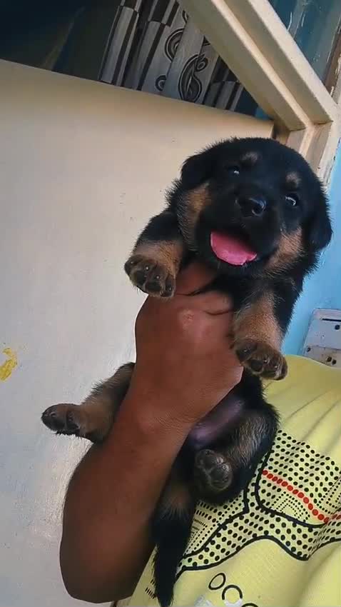 German Shepherd Puppy, farm video