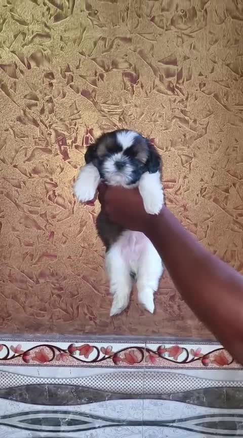 Shih Tzu Puppy Brown & White, farm video