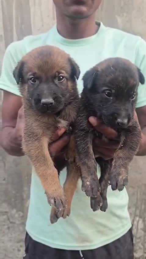 Belgian Malinois Puppy, farm video