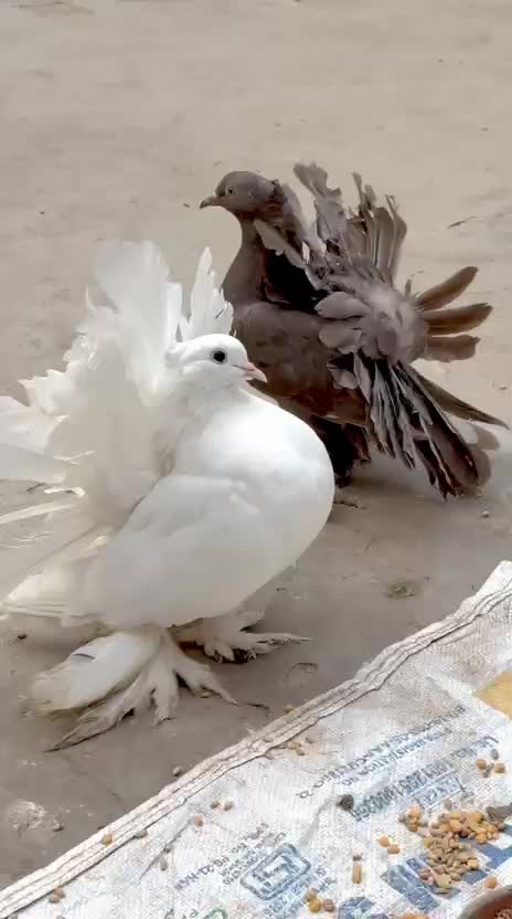 Homer Pigeon, farm video
