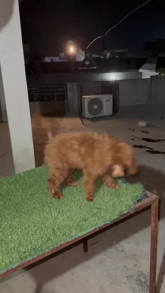 Toy Poodle Puppy, farm video