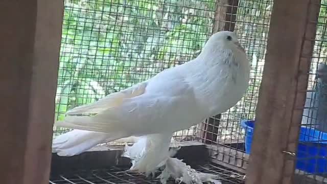 Culture Pom Puppy | White Color, farm video