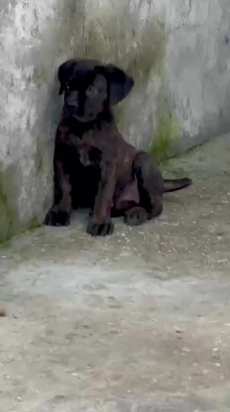 Cane Corso Puppy, farm video