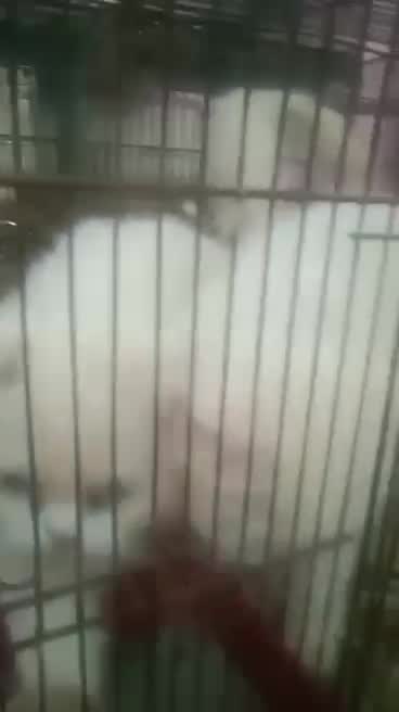 Persian Kitten (Punch Face), farm video