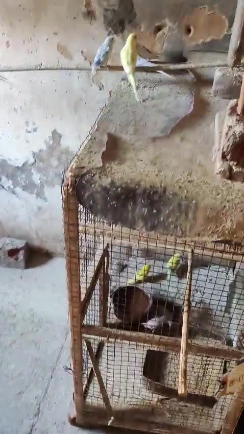 Budgies, farm video