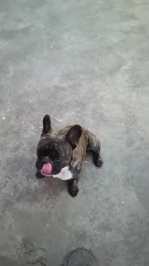 French Bulldog Puppy | Blue, farm video