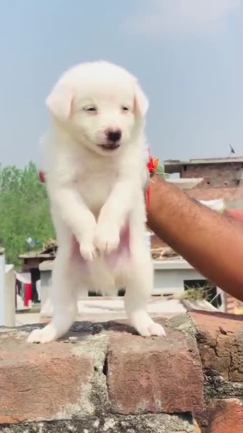 Pomeranian Puppy, farm video