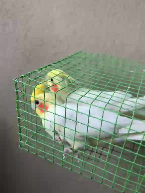 Cockatiel, farm video
