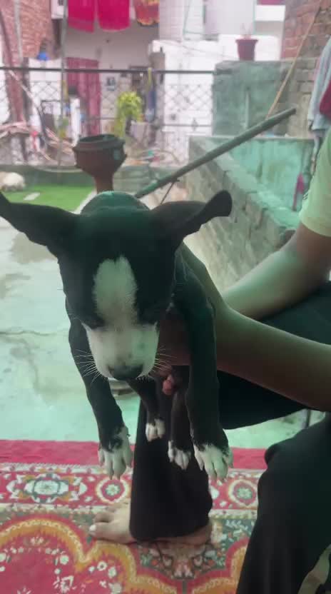 Dachshund Puppy, farm video