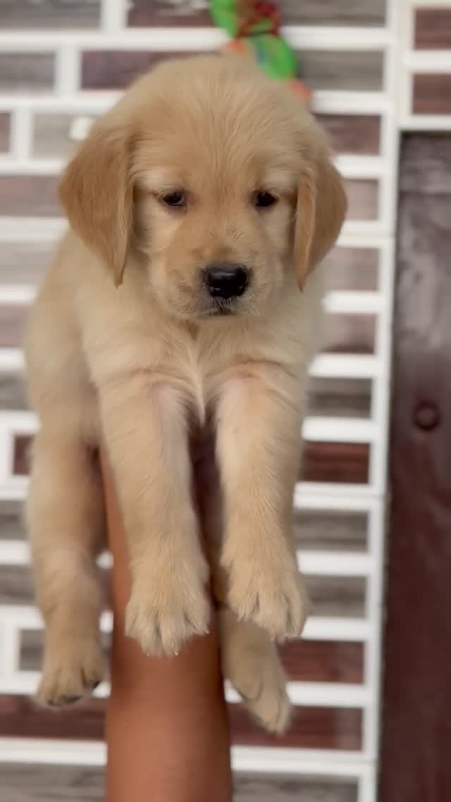 Golden Retriever, farm video