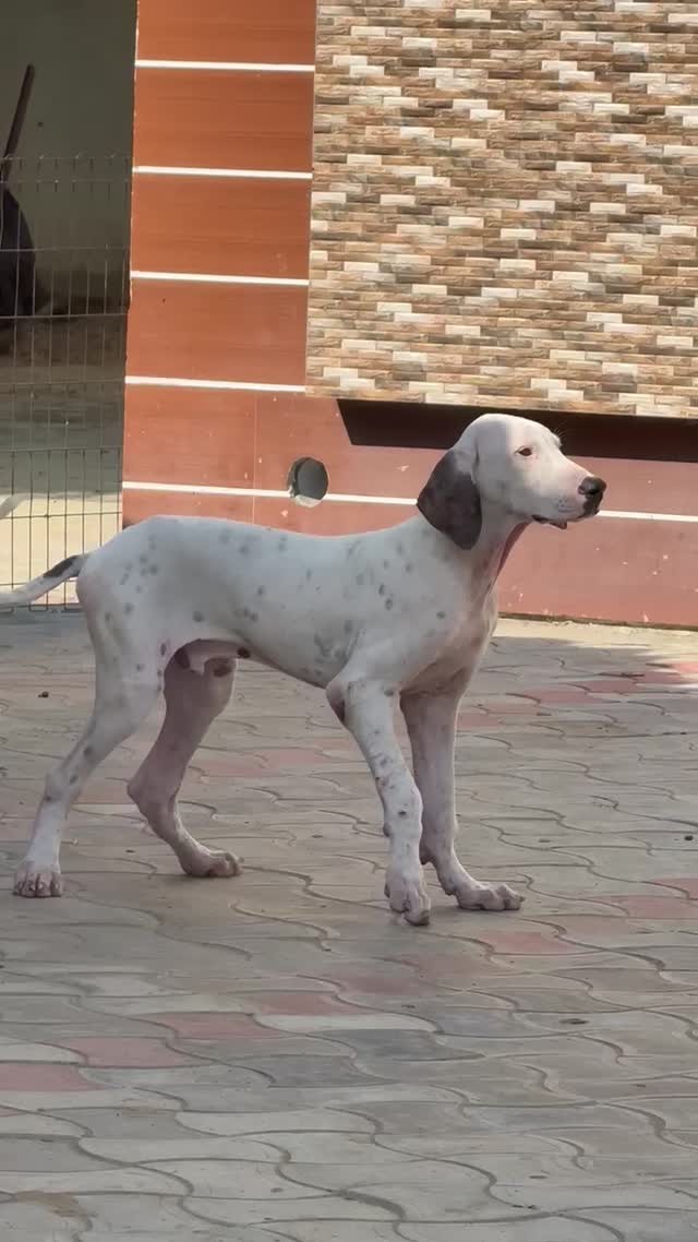 American Bully Standard Size Puppy, farm video