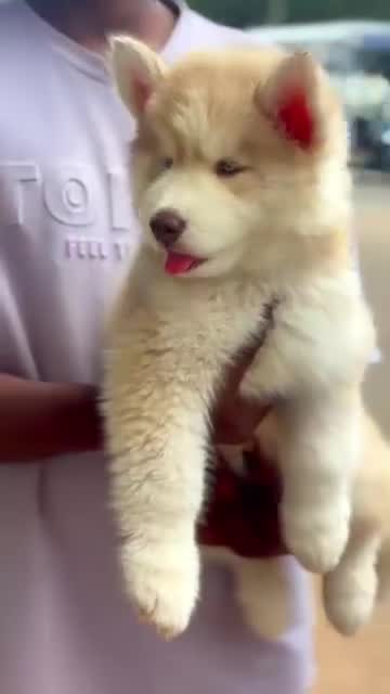 Siberian Husky Puppy | White Color, farm video