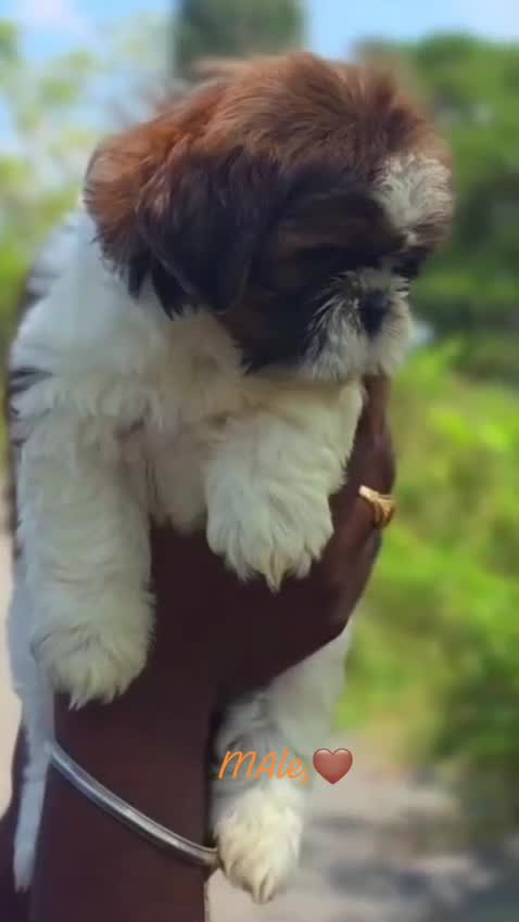 Shih Tzu Puppy Brown & White, farm video