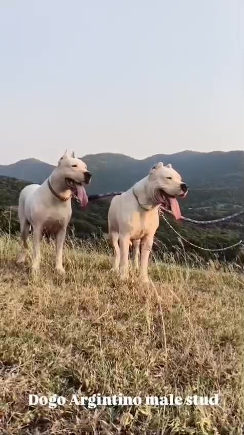 Dogo Argentino Puppy, farm video
