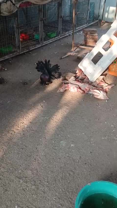 Homer Pigeon, farm video