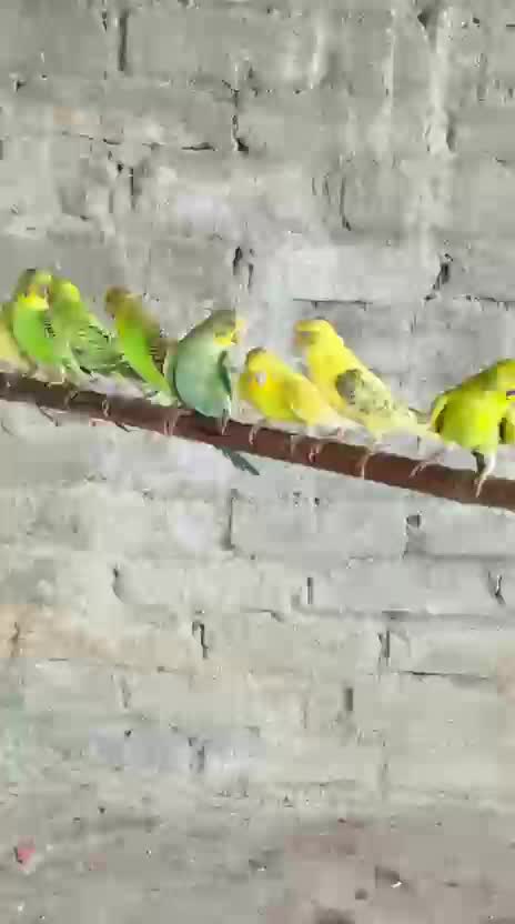 Budgies, farm video