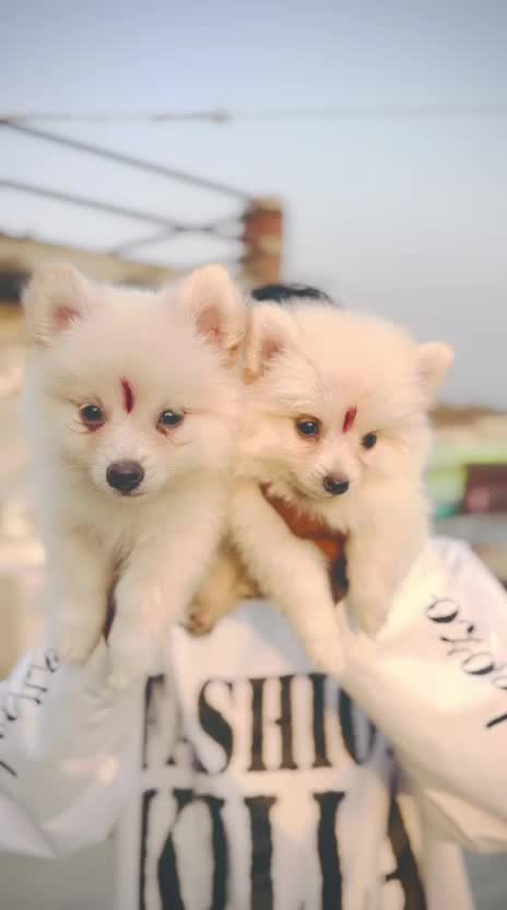 Pomeranian Puppy, farm video