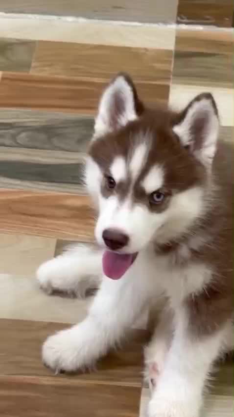 Siberian Husky Puppy | White Color, farm video