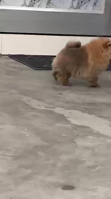 Toy Poodle Puppy, farm video