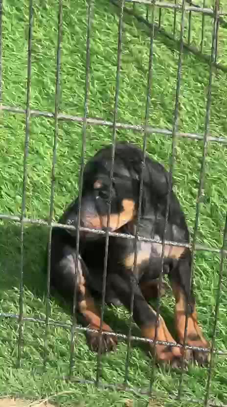 Doberman Pinscher Puppy, farm video