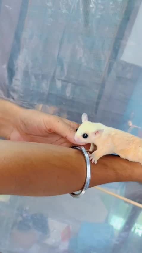 Sugar Glider | Grey, farm video