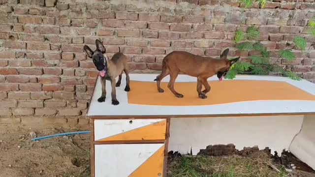 Dachshund Puppy, farm video