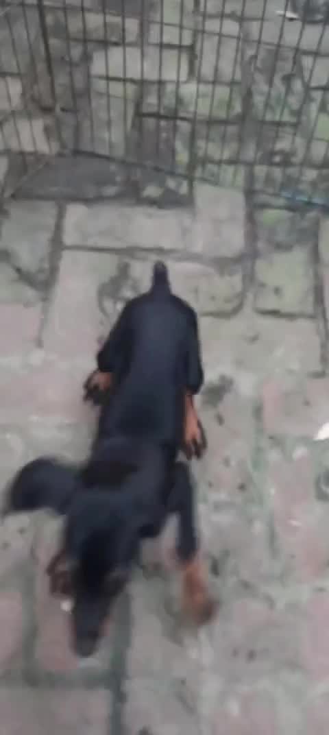 European Doberman Puppy, farm video