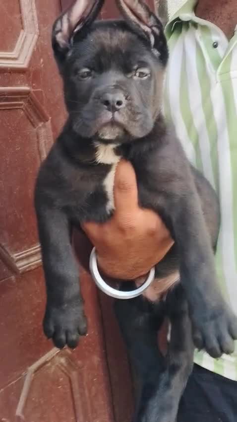 Cane Corso Puppy, farm video