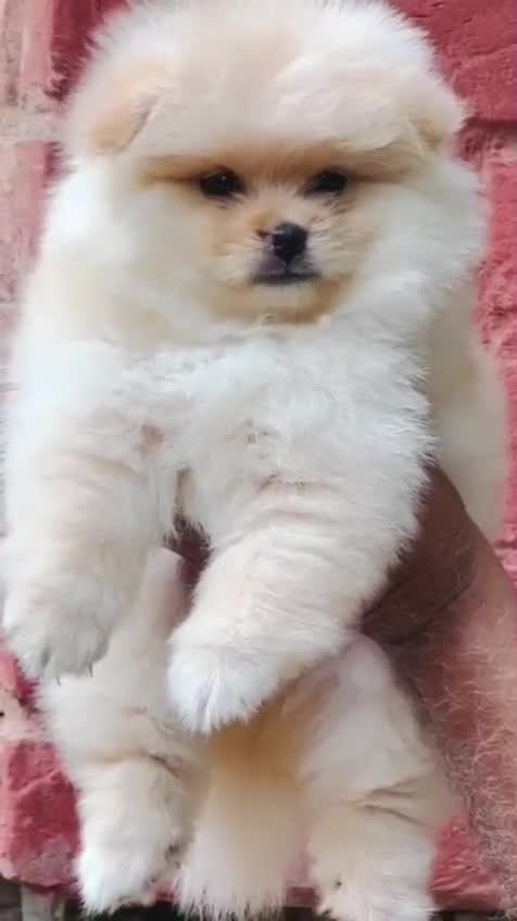 Pomeranian Puppy | Black Color, farm video