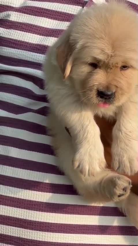 Golden Retriever, farm video