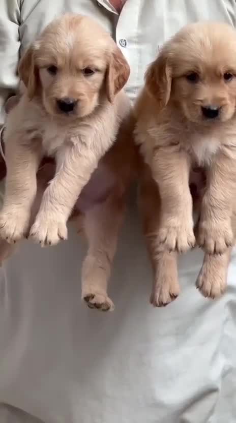 Golden Retriever, farm video