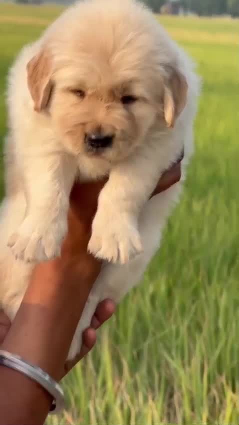 Golden Retriever, farm video