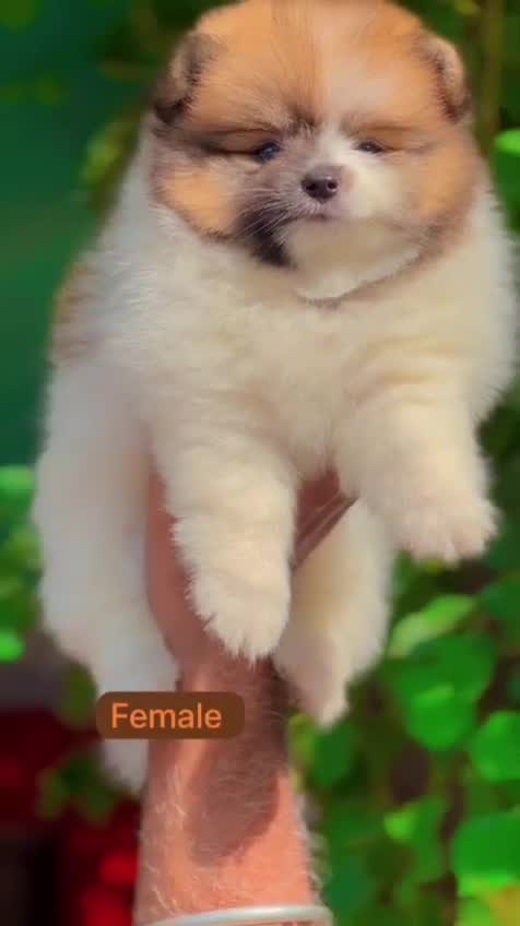Pomeranian Puppy | Black Color, farm video