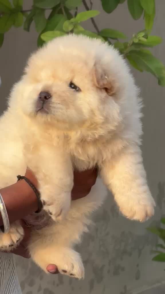 Chow Chow Puppy | Black Color, farm video