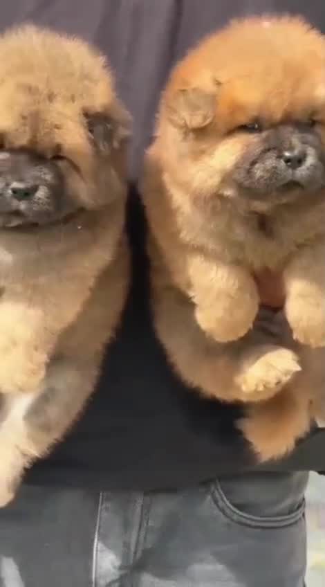 Chow Chow Puppy | Black Color, farm video