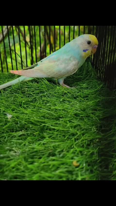 Budgies, farm video