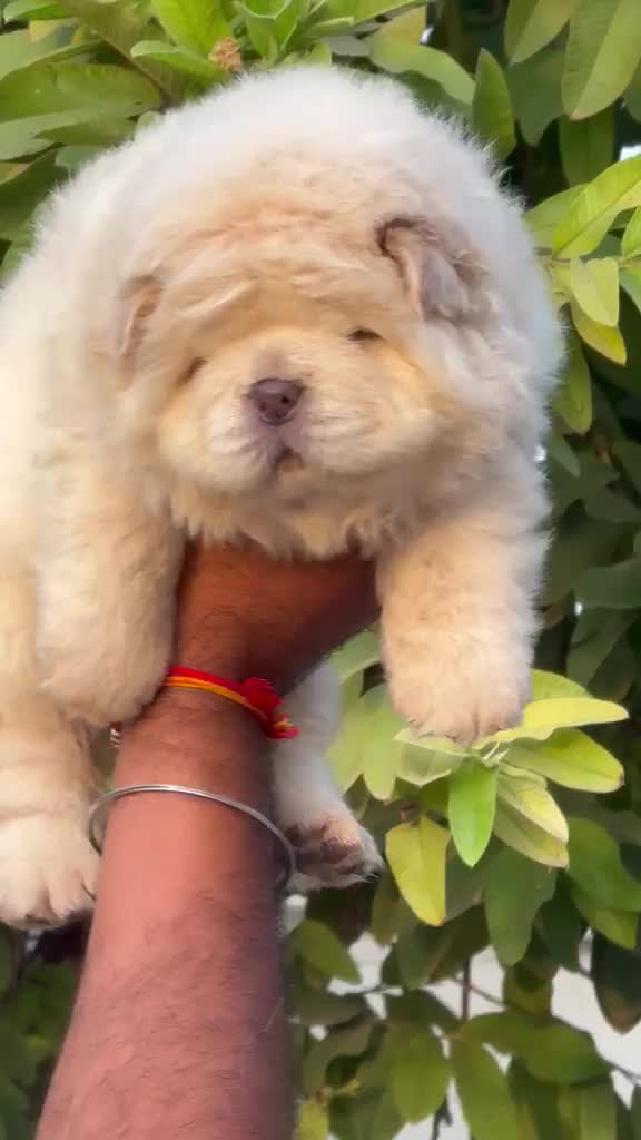 Chow Chow Puppy | Black Color, farm video