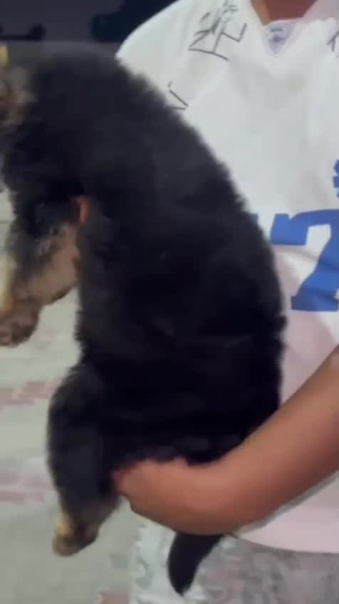 German Shepherd Puppy, farm video