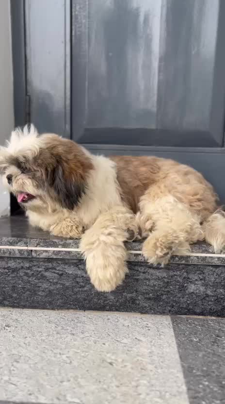 Shih Tzu Puppy Brown & White, farm video