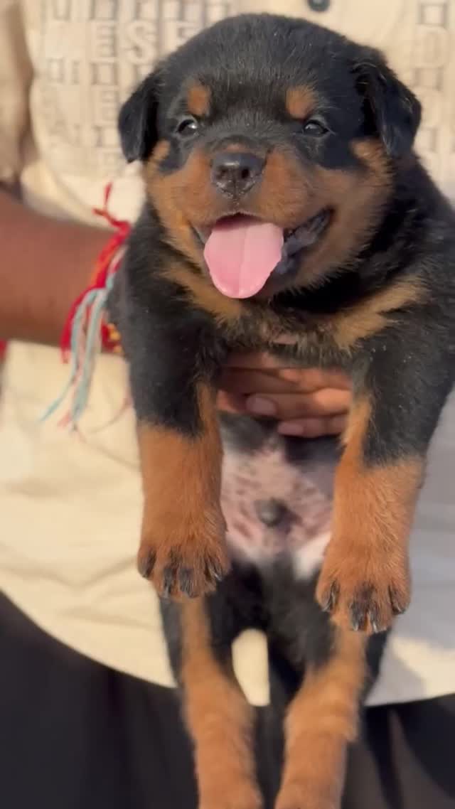 Rottweiler Puppy, farm video